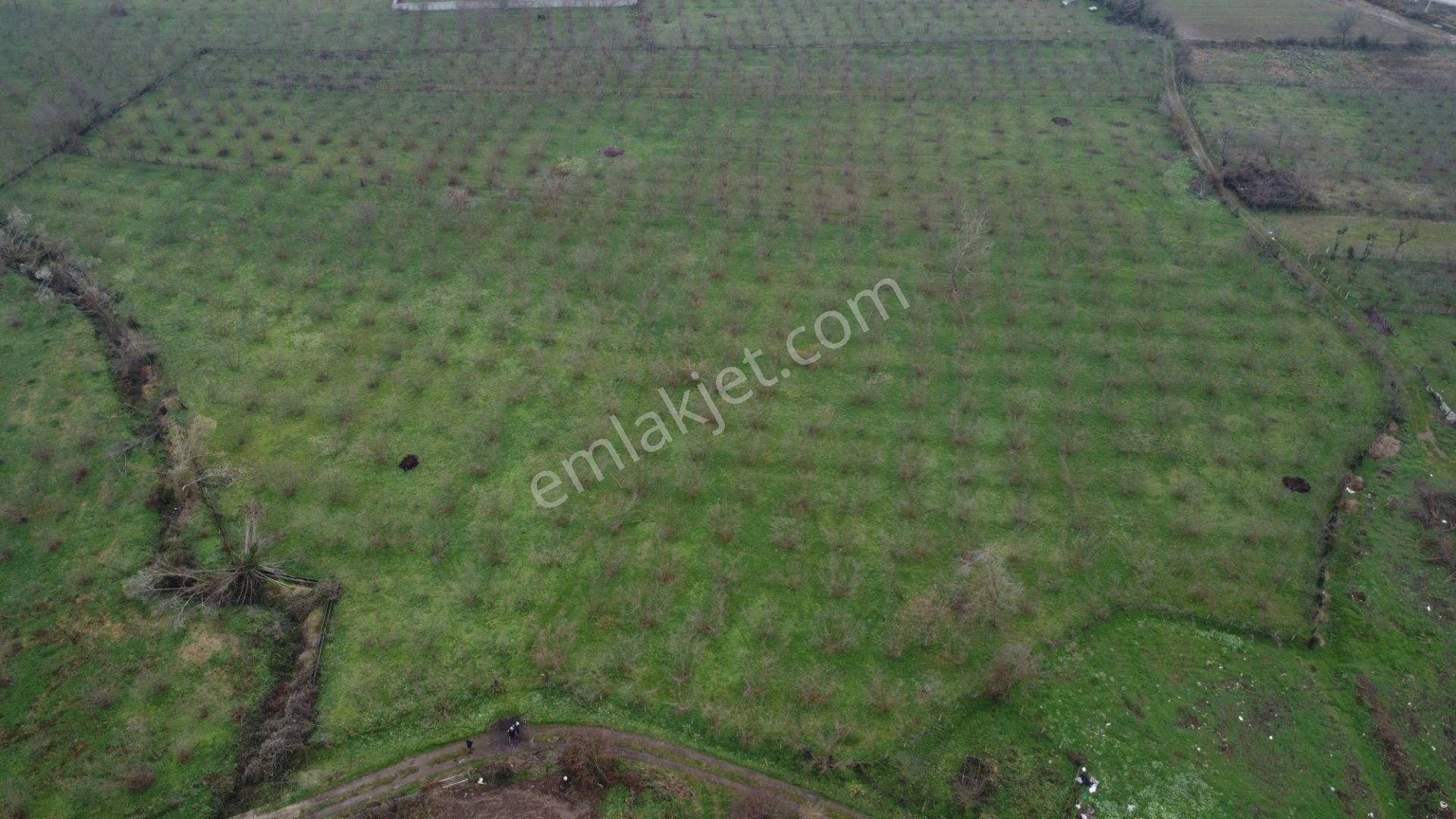  DÜZCE TOKUŞLAR MAHALLESİ 11.833 M2 SATILIK FINDIK BAHÇESİ