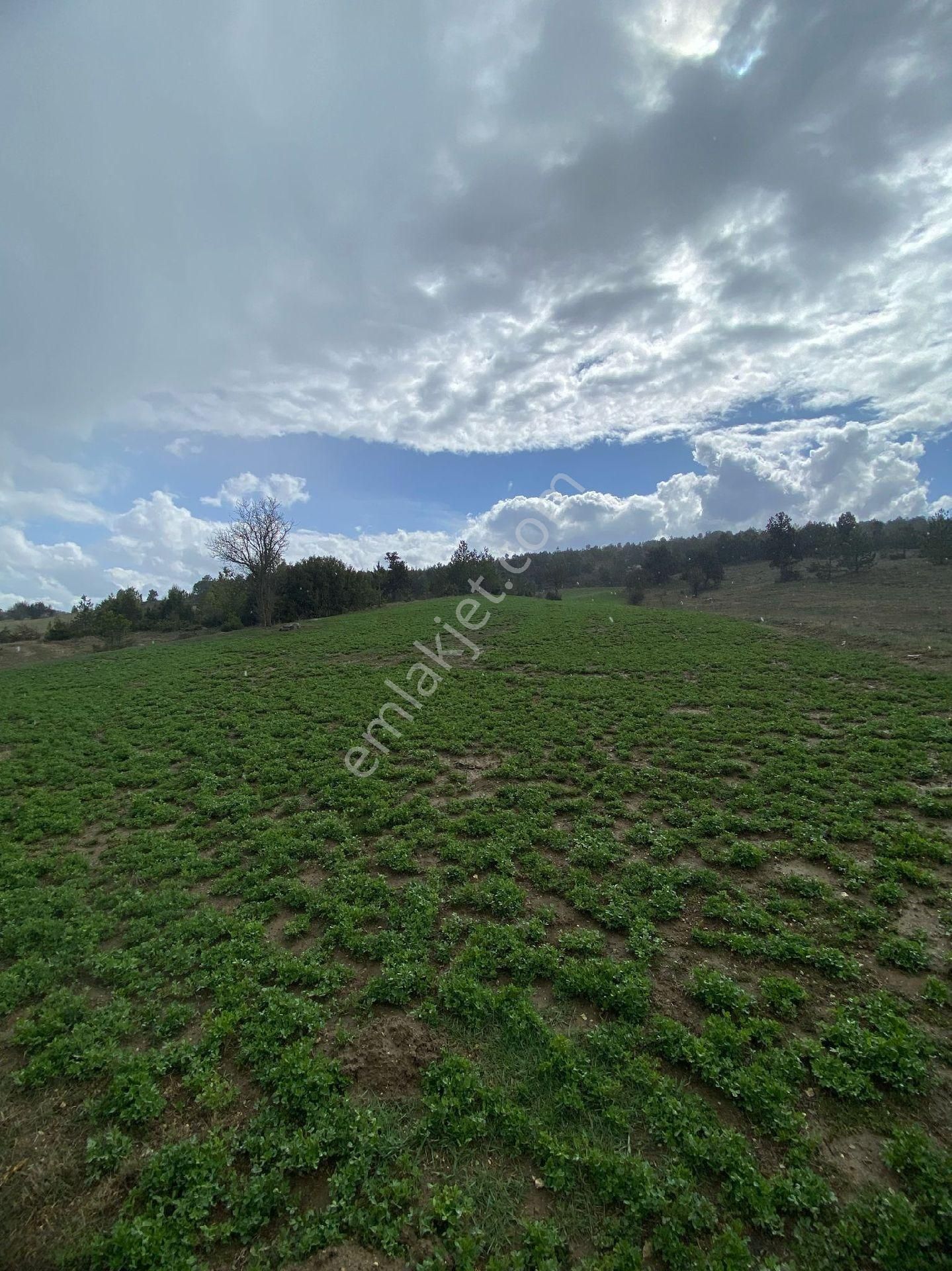 WİSREM BURDUR'DAN SATILIK TARLA 