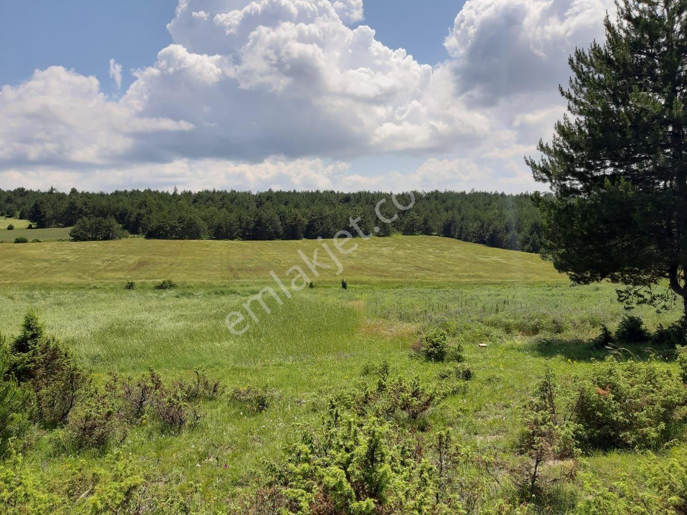  WİSREMDEN SAFRANBOLU SIRÇALI KÖYÜNDE SATILIK KONUT İMARLI ARSA