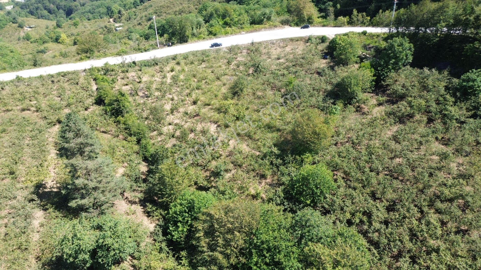  DÜZCE KABALAK'TA 2902 m2 SATILIK FINDIK BAHÇESİ!