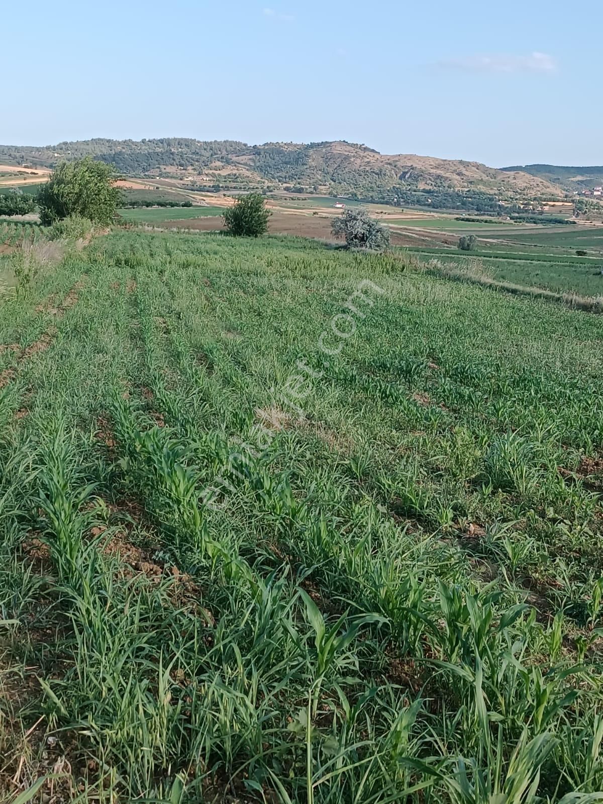  BİLECİK MEREKEZE BAĞLI YENİKÖY DE SULAK YATIRIMLIK TARLA